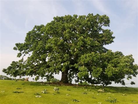 pripri oak tree.